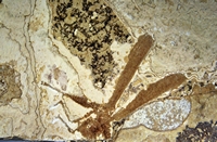Aeshna caseneuvensis